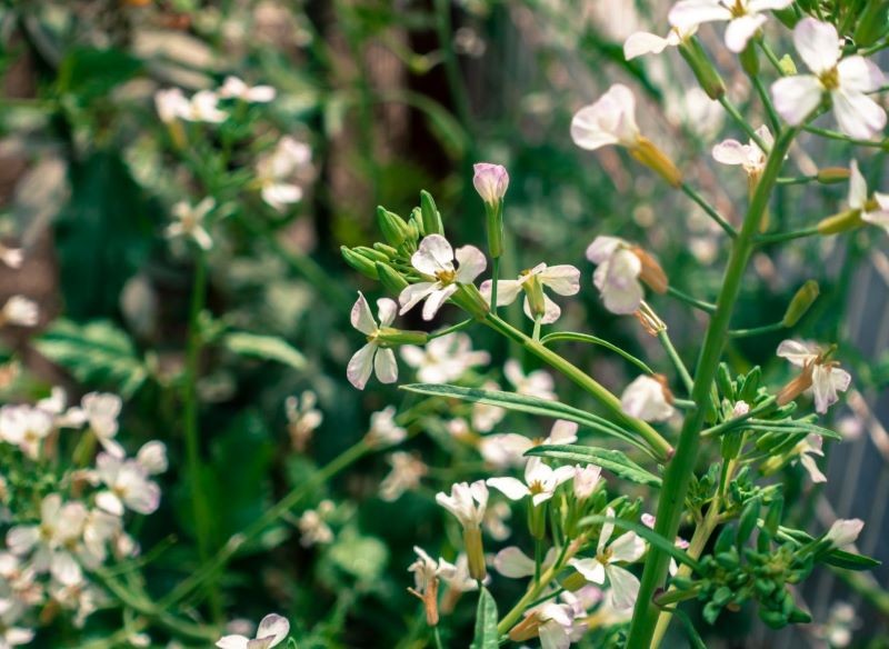 Rzodkiew oleista to jedna z najlepszych roślin na poplon.