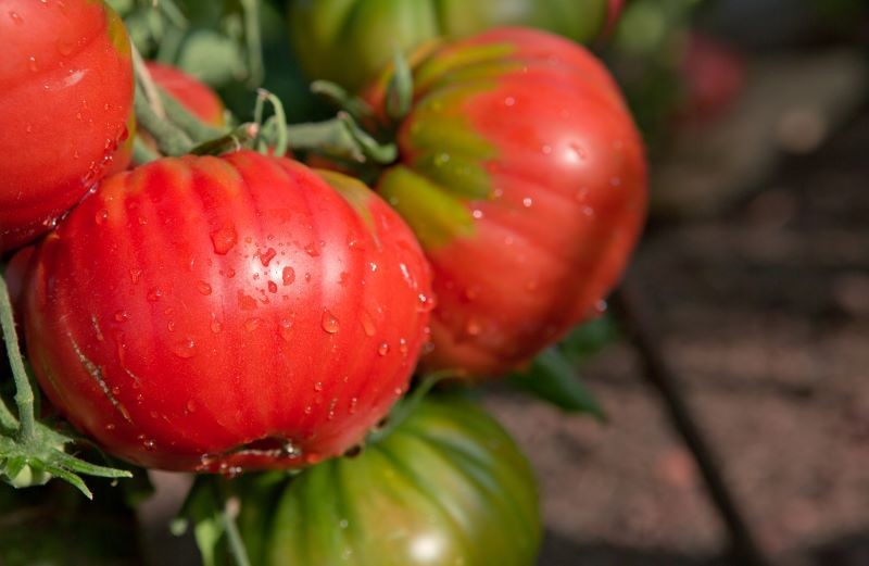 Dobre podłoże to podstawa udanej uprawy pomidorów.