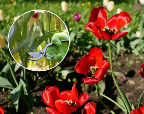 Co zrobić z tulipanami, kiedy przekwitną? Pamiętaj o jednym, kluczowym zabiegu
