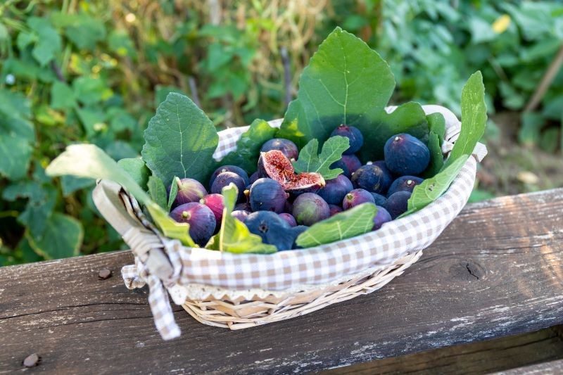 Figi są bardzo wartościowe i warto włączyć je do codziennego jadłospisu.