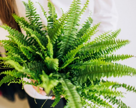 Paprotka będzie bujna i soczyście zielona. Podlewaj nawozem, który stosowały już nasze babcie