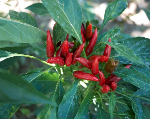 Papryka peperoni (Capsicum annuum)