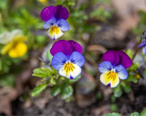 Fiołek trójbarwny (Viola tricolor)