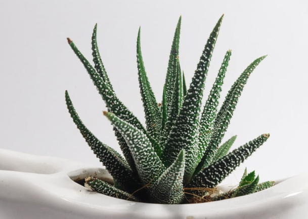 aloes
