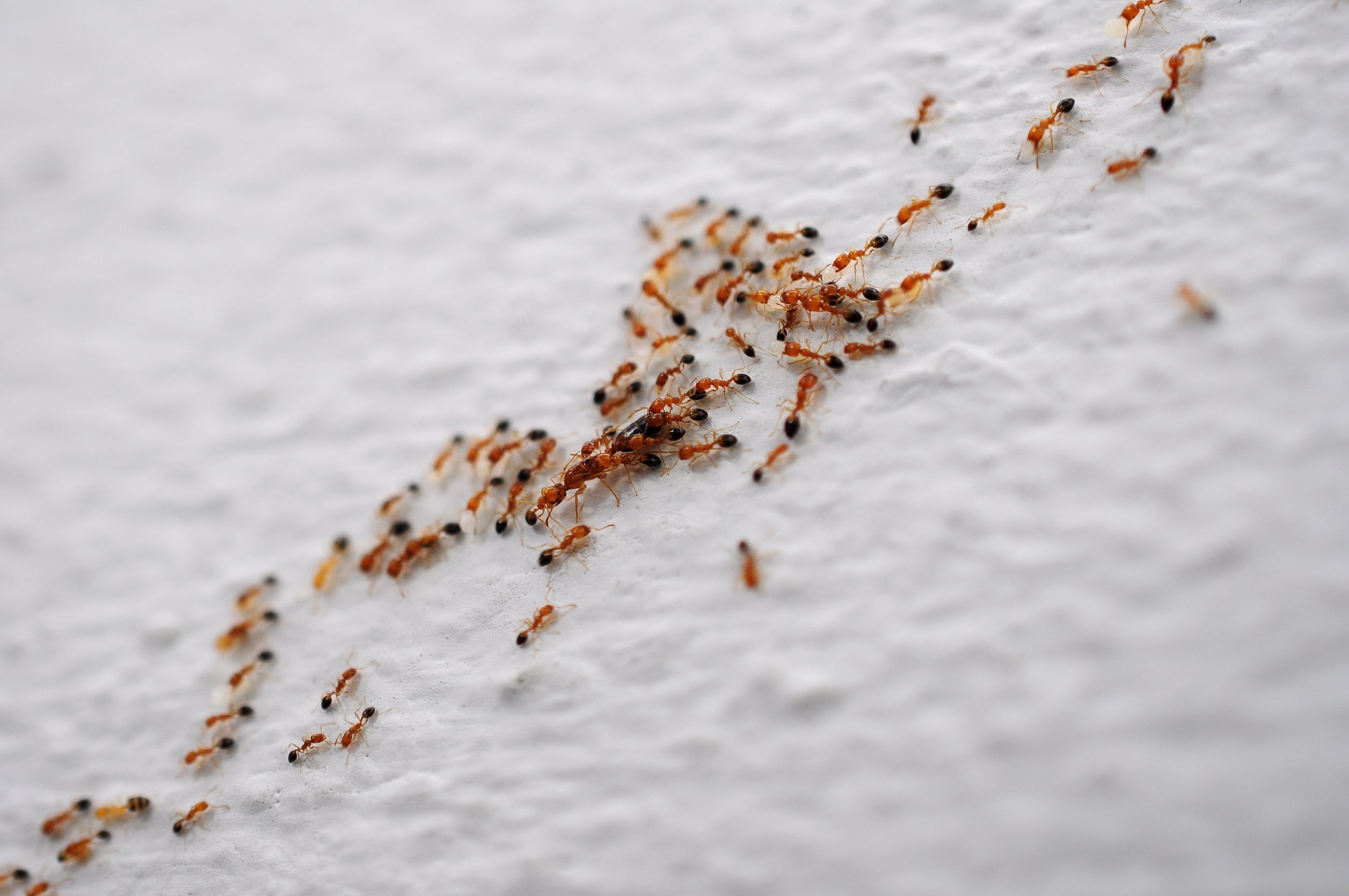 mrówki