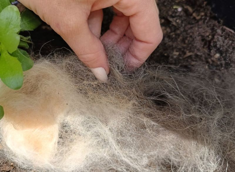 sierść psa w ogrodzie