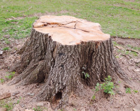 Wolniejszy, ale naturalny i nieinwazyjny sposób. Tak też można pozbyć się pnia drzewa z ogrodu