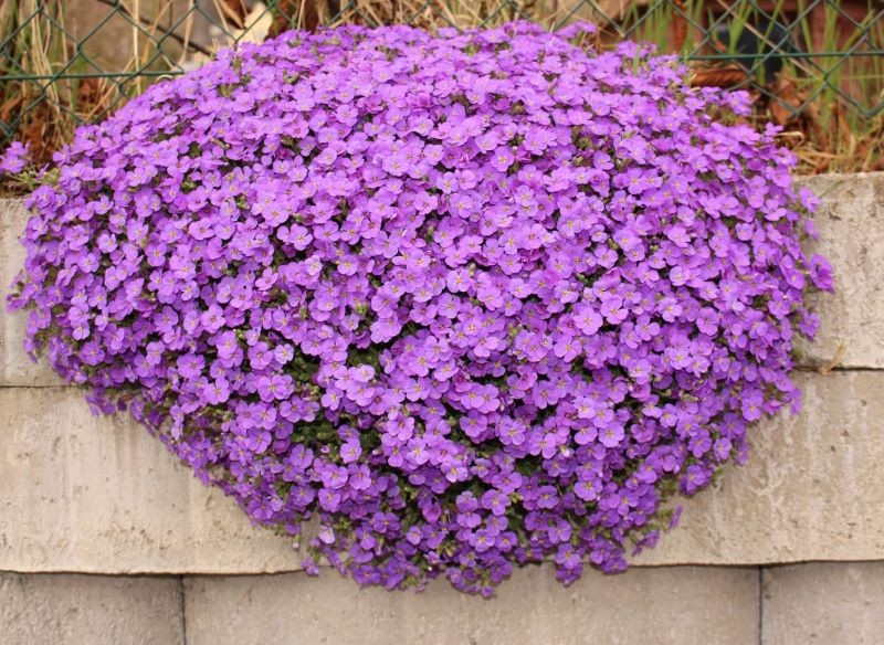 Przewieszające się poduchy żagwinu dodadzą uroku murkom i innym słonecznym zakątkom ogrodu.