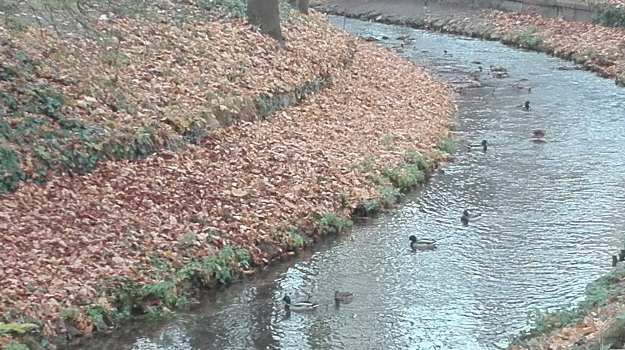 Podróże, Listopadowy park