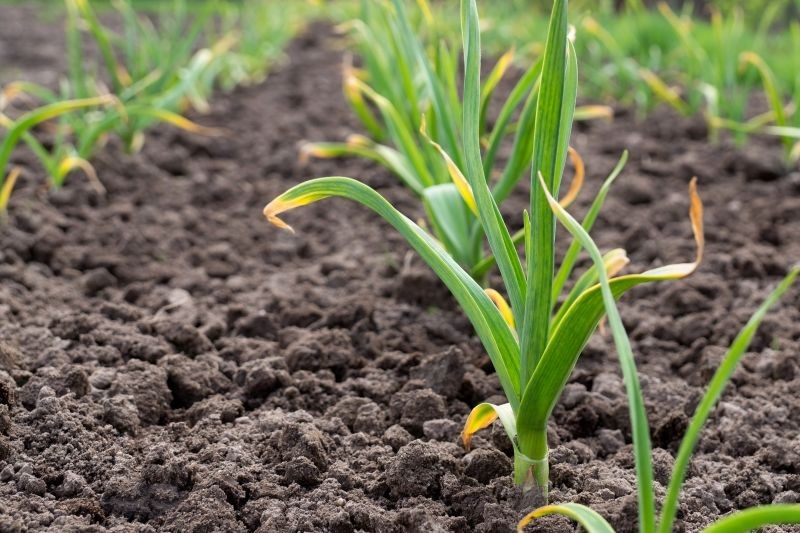 Czosnek ozimy wcześnie rozpoczyna wegetację.