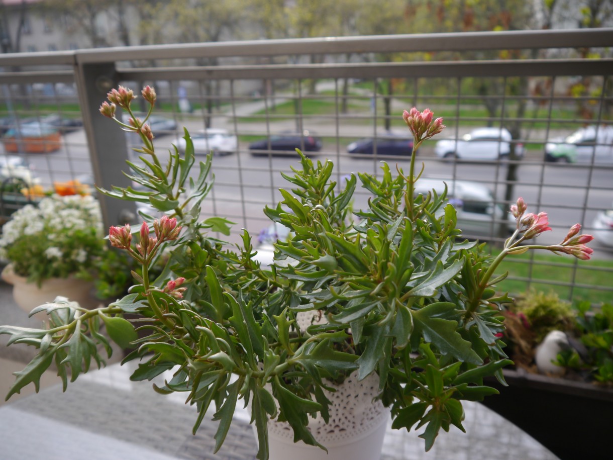 Pozostałe, Kapryśny kwiecień - Balkon czeka na zmiany