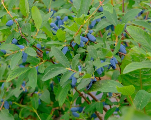 Będzie obficie owocować nawet 30 lat. Jak prawidłowo sadzić jagodę kamczacką jesienią?