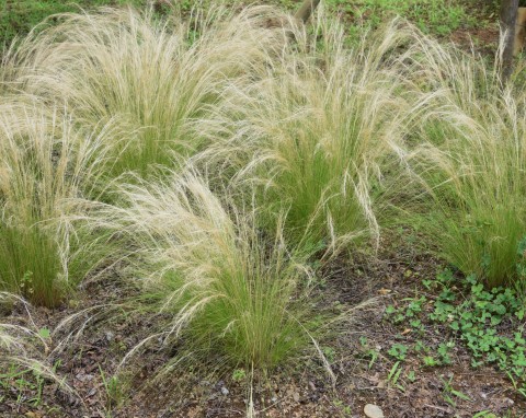 Ostnica cieniutka (Stipa tenuissima)