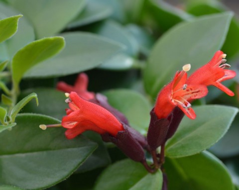 Zwisająca piękność, jej kwiaty są jak czerwona szminka. Uprawa i ciekawe odmiany eszynantusa