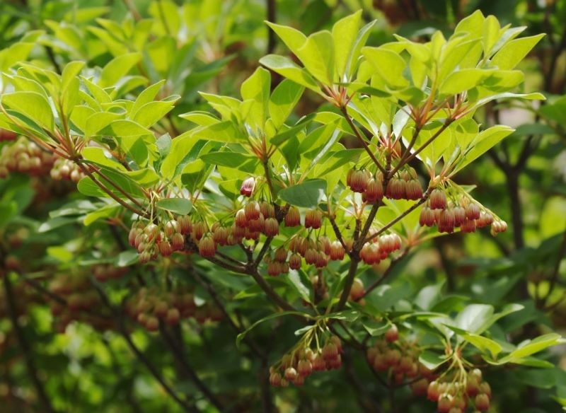 Enkianty mają krzaczasty, rozłożysty pokrój.