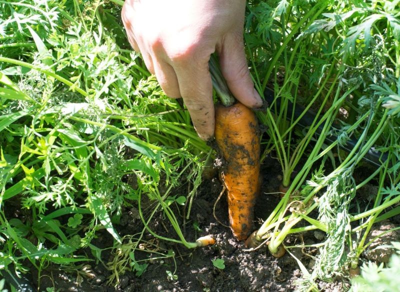 Marchewka do wykształcenia prostych korzeni potrzebuje lekkiej gleby.