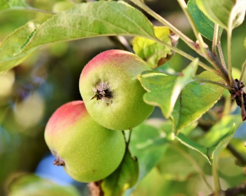 Często spotykany szkodnik jabłoni – zobacz, jak z nim walczyć