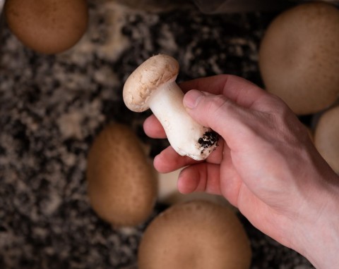 Domowa uprawa grzybów zimą - poradnik dla początkujących. Pierwsze zbiory już po tygodniu