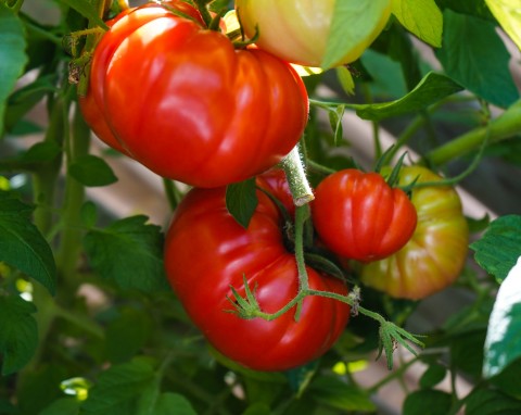 Jak uprawiać pomidory malinowe? Tak uchronisz je przed chwastami i uzyskasz smaczne plony