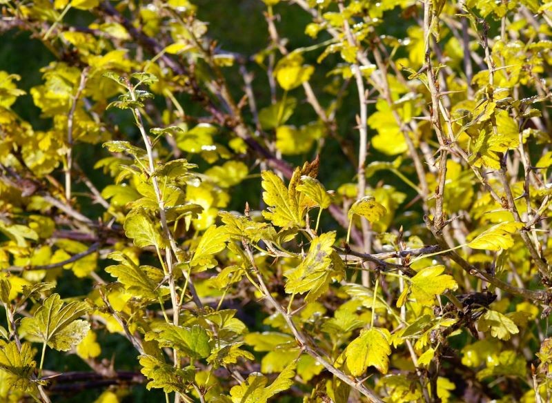 Jesień to czas na pielęgnację krzewów owocowych.