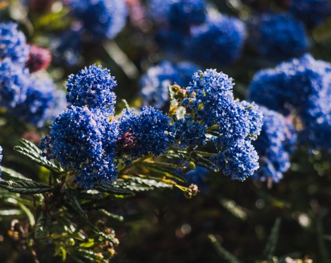 Prusznik (Ceanothus)