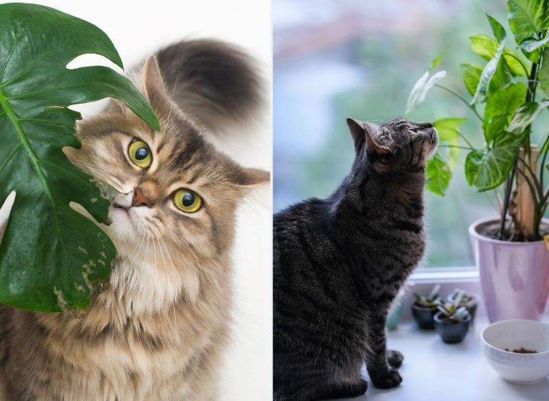 Rośliny doniczkowe są atrakcyjne dla kotów.