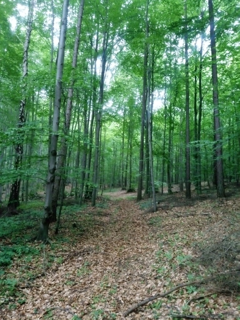 Leśne klimaty, Las bukowy