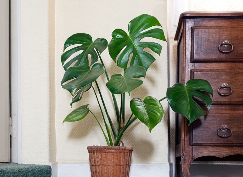 jak pielęgnować monsterę