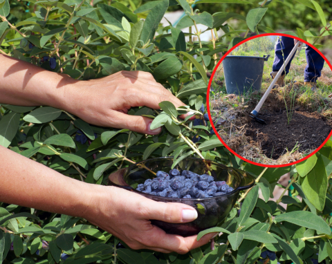 Sadzenie jagody kamczackiej krok po kroku. Dlaczego warto ją mieć w ogrodzie?