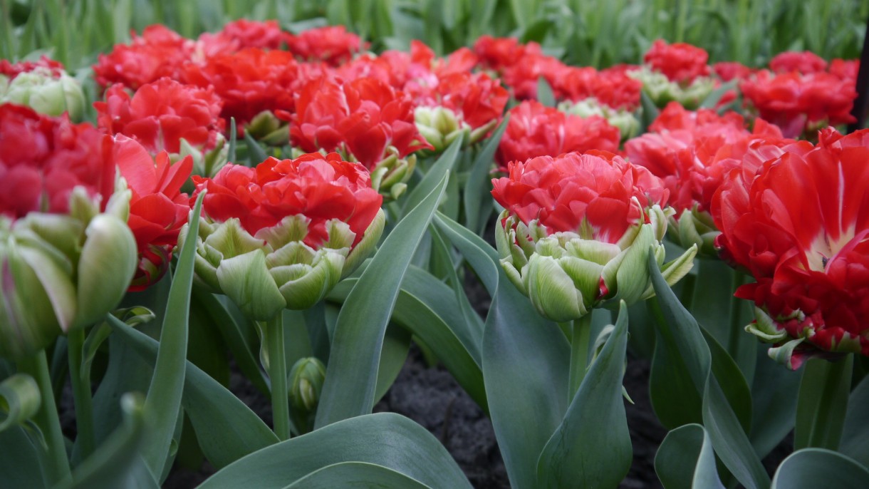 Pozostałe, Keukenhof