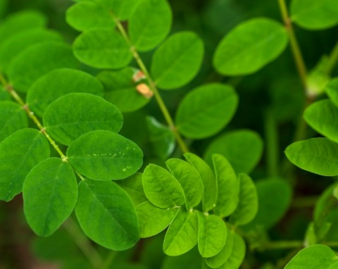 Traganek szerokolistny (Astragalus glycyphyllos)