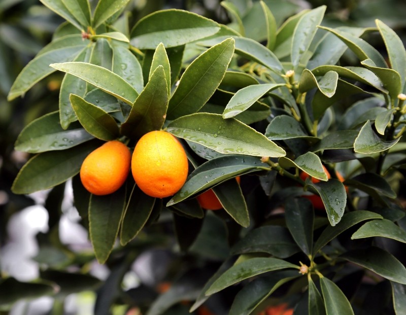 kumkwat 