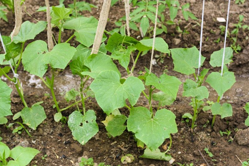 Domowe sposoby walki z chorobami ogórka działają najskuteczniej, gdy są stosowane profilaktycznie lub na pierwsze objawy.