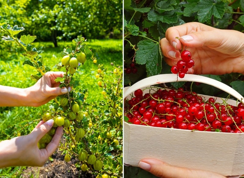 jak przycinać porzeczkę i agrest