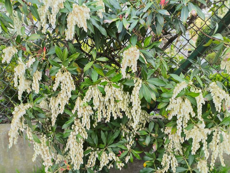 Pierisa japońskiego warto wyściółkować.