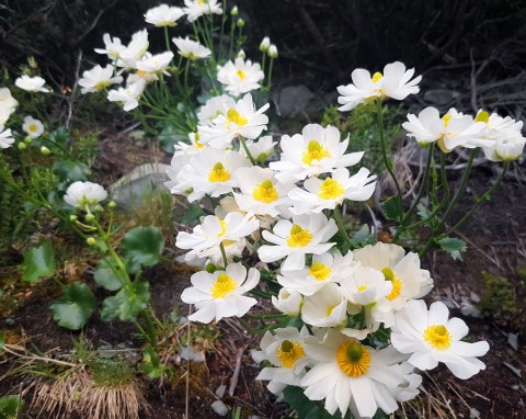 Dębik ośmiopłatkowy (Dryas octopetala)