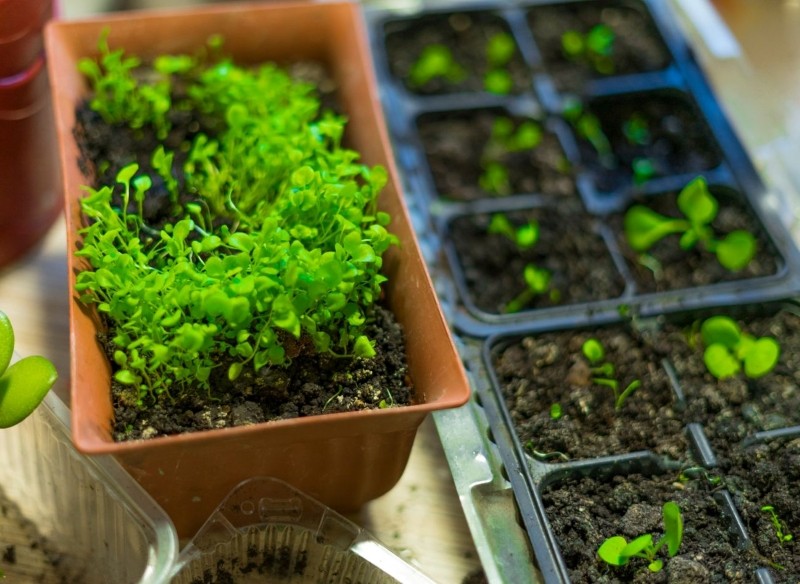 siew lobelii przylądkowej