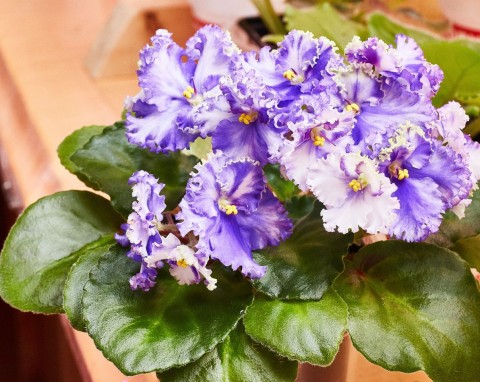 Takiej odżywki nie kupisz w sklepie. Przepis na babciny nawóz, który sprawia, że fiołek kwitnie nieziemsko