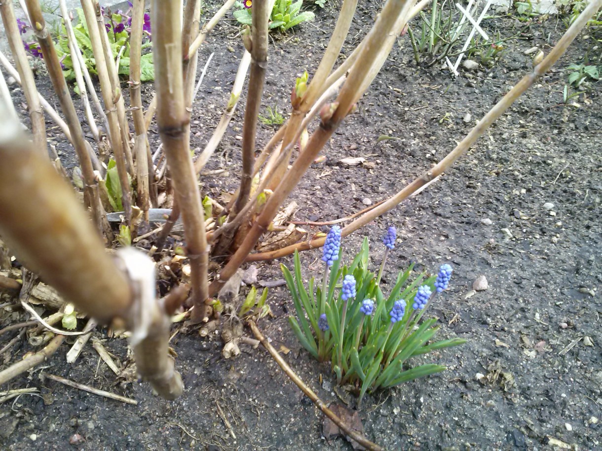 Rośliny, Kwietniowo na działce