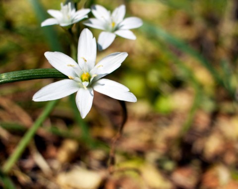 Śniedek baldaszkowaty (Ornithogalum umbellatum)