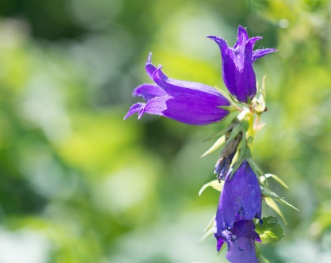 Dzwonek jednostronny (Campanula rapunculoides)