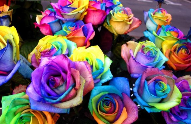 Barwienie kwiatów na różne kolory – krok po kroku