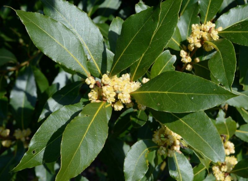 Wawrzyn szlachetny rzadko kwitnie w warunkach domowych.