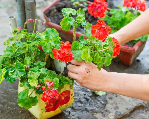 Dobre sposoby na przezimowanie pelargonii. Wiosną będą miały ogrom kwiatów