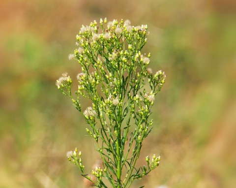 Przymiotno kanadyjskie (Erigeron canadensis)