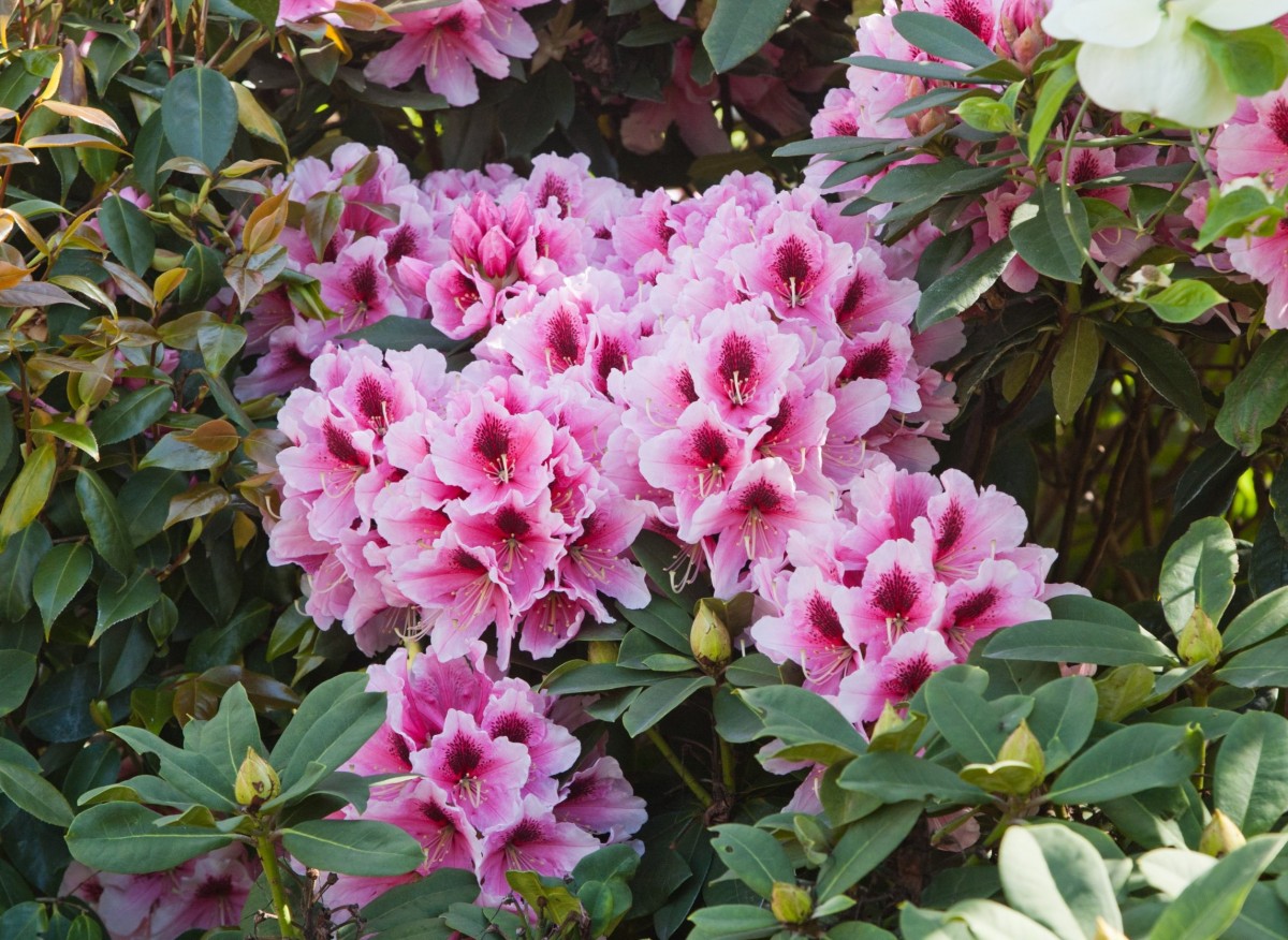 rododendron