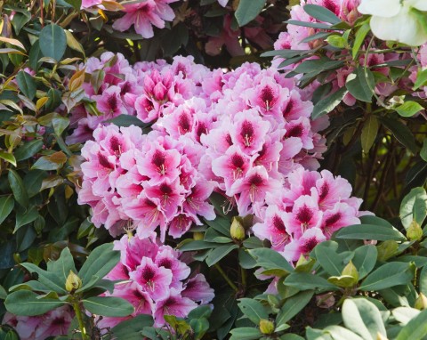 Jeśli zastosujesz się do tych rad, rododendron co roku będzie pięknie kwitł