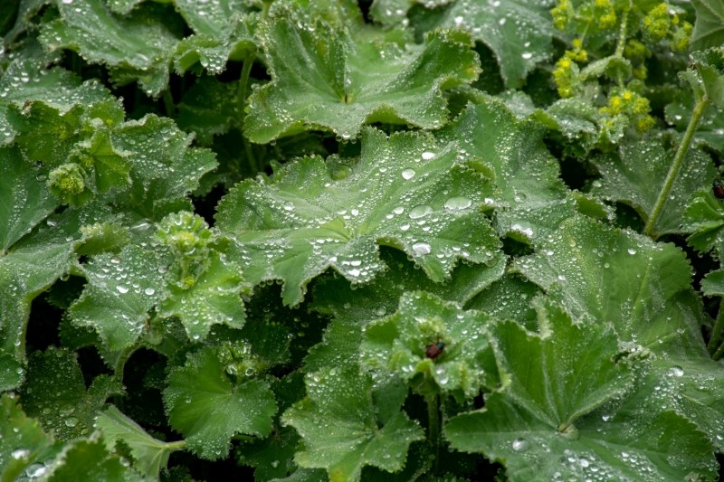 jakie właściwości ma przywrotnik pospolity