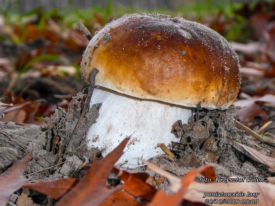 Leśne klimaty, Poniatowa grzyby - Poniatowa grzyby - foto.Krzysztof Goleń