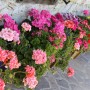 Balkon, Najpiękniejsze kwiaty na balkony i tarasy - Pelargonie

Fot.123RF.com